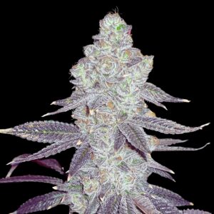 Buy White Truffle Strain | Super Dope