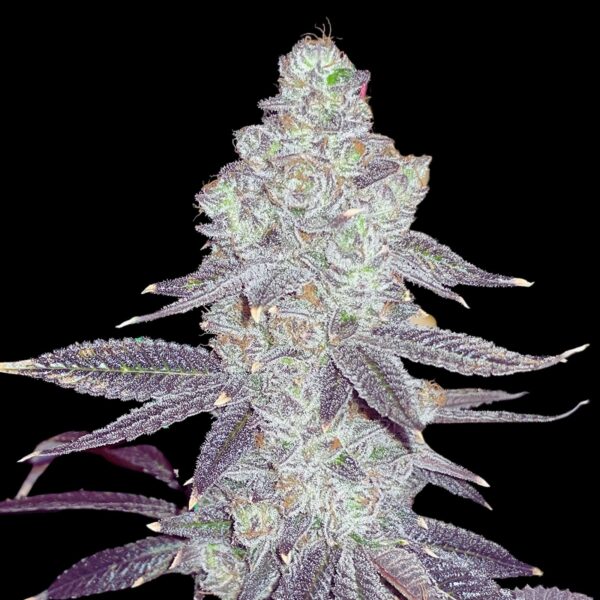 Buy White Truffle Strain | Super Dope